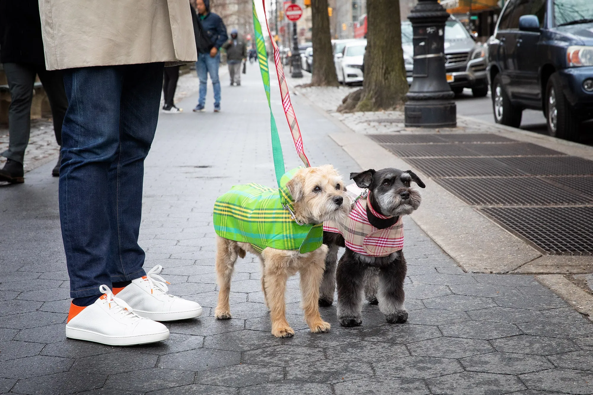 Dog Coat - Raincoat, Waxed Signature Green Plaid